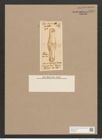 Diatomeae indet. Zeichnungen Sammlung Grunow Nr. 1448 (NHMW-BOT-W0368440)